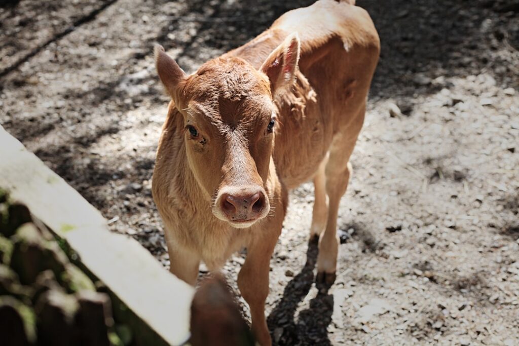 Photo Calf, Poetry