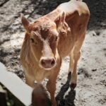 Photo Calf, Poetry