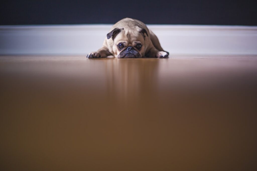 Photo Dog, vomit