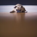 Photo Dog, vomit